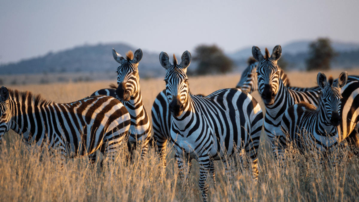 The Year of the Zebra – Elsevier Shines Spotlight on Rare Diseases