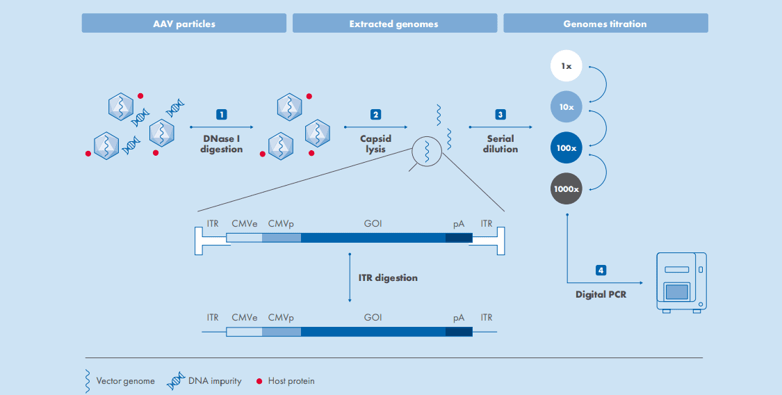 QIAGEN, Agathos Partner to Develop a Standardized Way to Quantify AAV Titers