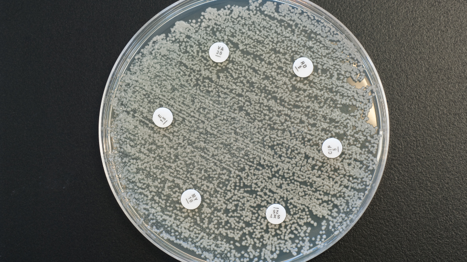 Qnovia Licenses a UVA-Discovered Peptide That Could Outsmart Drug-Resistant Bacteria