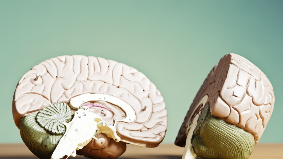 Richmond’s BRAINBox Solutions Lands New Financing to Push Its Concussion Blood Test Toward the Point of Care