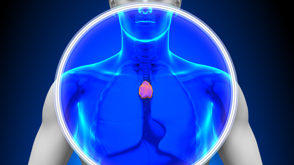 Philadelphia’s Tolerance Bio Licenses Clinical-Stage IL-7 Therapy to Advance Thymic Function Research