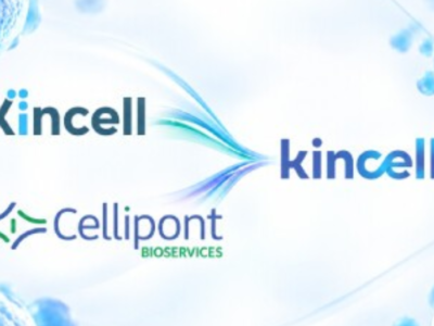 RTP’s Kincell Bio Merges with Cellipont Bioservices to Form Kincellis Advanced Therapies